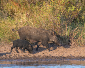 Feral Pigs in Southwest Oklahoma in a pond