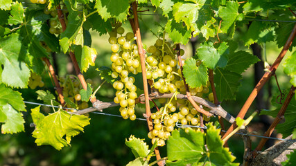 Bunches of white grapes in the Italian vineyards