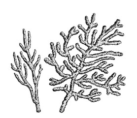 Underwater coral reef sketch hand drawing. Isolated vector