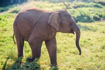 portrait funny cute baby elephant on grassland