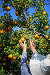 woman hand picking ripe oranges on tree in Orange plantation