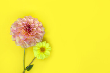 Dahlia pink and yellow flower on yellow paper background. Copyspace.