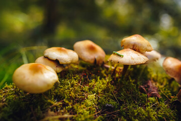 Tiny green caterpillar crawls on the cap of one of the mushrooms on mycelium growing on moss with green bokeh forest background. Mushroom macro photography. 