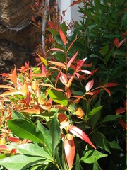 red and yellow flowers