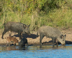 Feral Pigs in Southwest Oklahoma in a pond