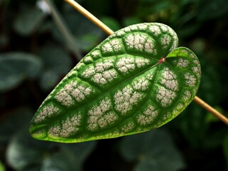 Macro green leaves foliage Piper ornatum leaf ,piperaceae ,Celebes Pepper ,Crocatum ,Ornamental...