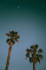 Fototapeta premium Two palm trees and the moon at dusk