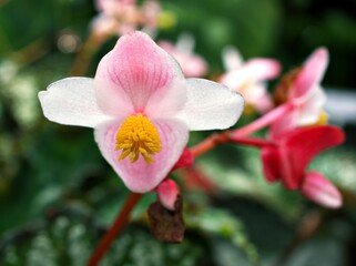 Obraz premium White pink begonia grandis alba ,Begoniaceae flower plants, Truly Hardy Begonia ,Shukaidou ,bulb plant with soft selective focus ,macro image ,closeup pink flower tropical 