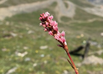 Close-up shot of an isolated twig of pink lupine flowers blooming on mountain meadow in northern areas of Pakistan. Lupinus flowers bloom on mountain meadow.