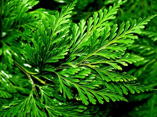 Macro green leaves foliage Appalachian Bristle fern ,filmy fern plants ,Trichomanes boschianum ,Western red cedar leaf ,Thuja Plicata small delicate tropical rainforests for green leaf background 