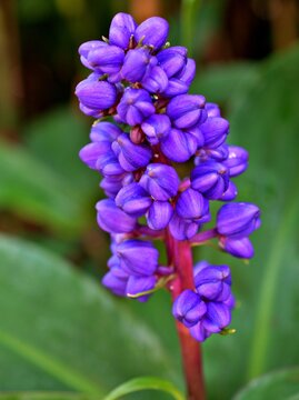 Blue Ginger Dichorisandra thyrsiflora flower ,tropical plants in summer or spring ,purple violet flowers houseplants ,pretty viola colour ,macro image ,blue flower

