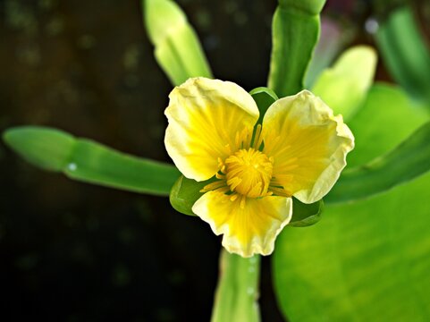 Yellow velvetleaf flower Limnocharis flava ,Buchenau ,Alismataceae Limnocharitaceae ,tropical plants ,macro image ,