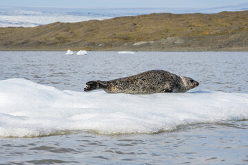 Seal on the ice floe