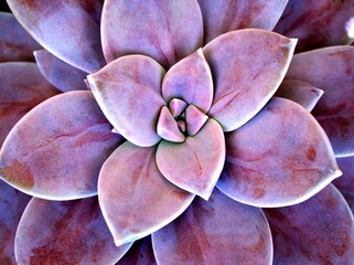 Closeup succulent plants Graptopetalum paraguayense Mother of pearl plant or Purple Ghost plant,...