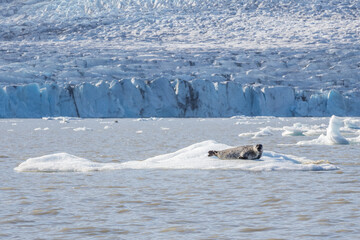 Seal on the ice floe