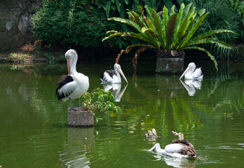 Pelican on the water, Pelican Bird