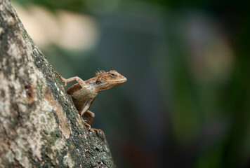 chameleon crawling on the tree