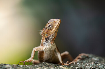 chameleon crawling on the tree