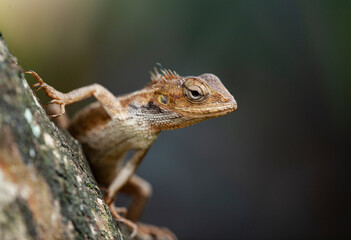 chameleon crawling on the tree