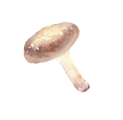 Illustration of shiitake mushrooms drawn in watercolor