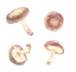 Illustration of shiitake mushrooms drawn in watercolor