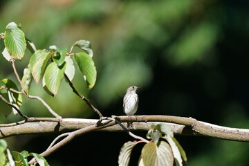 grey streaked flycatcher in the forest
