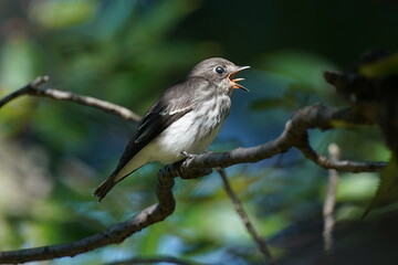 grey streaked flycatcher in the forest