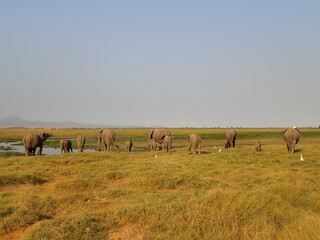 ケニア、アンボセリ国立公園でゲームドライブ　ゾウの群れ発見！