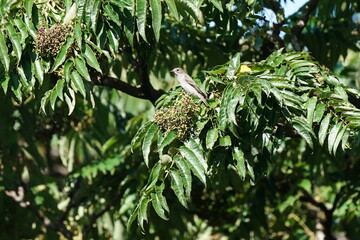 grey streaked flycatcher in the forest