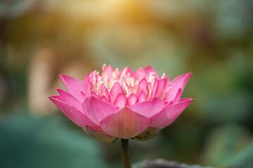 Close up pink lotus flower with light on blur background.