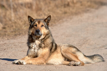 A fluffy dog lies on the road on a sunny day