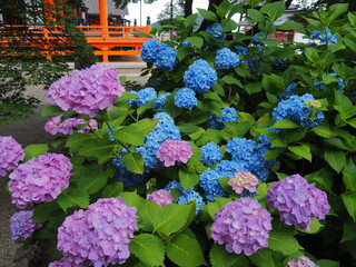 お寺の紫陽花