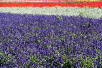 北海道中富良野町　北星山ラベンダー園