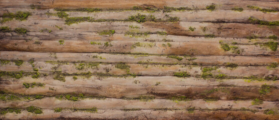 wood texture and background,old wood texture with green moss texture.
