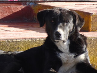 [Peru] A black stray dog relaxing on the sidewalk (Puno)