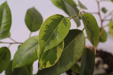 plants