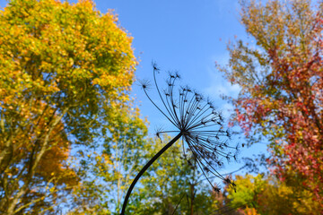 Fototapeta premium Wild dried hogweed or heracleum flower on the autumn forst background. Silhouette of an umbrella inflorescence