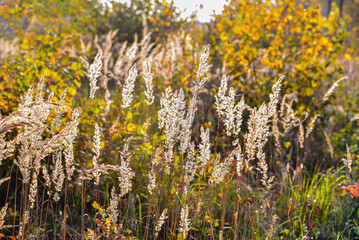 Dry grass in the soft sunset light. Seasons, golden autumn