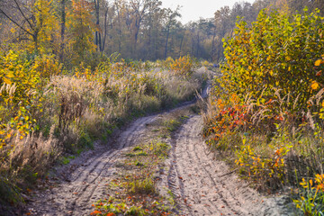 Autumn deciduous forest.Road in the autumn forest. Seasons