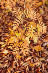 Yellow leaves of rowan on the tree. Golden autumn. Autumn season forest