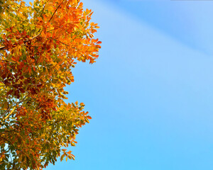 Autumn landscape. Autumn oak leaves on blue sky background. Place for text