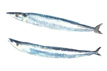 水彩で描いた秋刀魚のイラスト