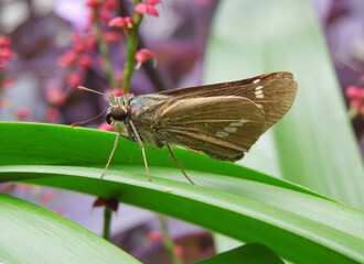 イチモンジセセリ