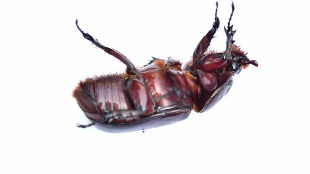 Coconut rhinoceros beetle or Indian rhinoceros beetle or Asian rhinoceros beetle overturned on white background, Struggle to stand up of insects, Scarab inThailand