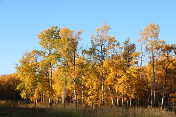 Colors In The Trees, Elk Island National Park, Alberta