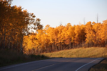 Bight Autumn, Elk Island National Park, Alberta