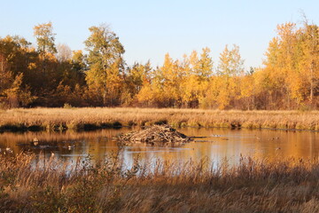 October At The Beaver Lodge, Elk Island National Park, Alberta