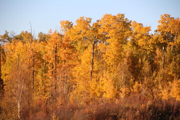 Change Of Colors, Elk Island National Park, Alberta