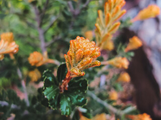 orange flowers in the garden