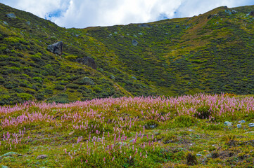 Pink lupine flowers blooming on mountain meadow in northern areas of Pakistan. Lupinus flowers bloom on mountain meadow.